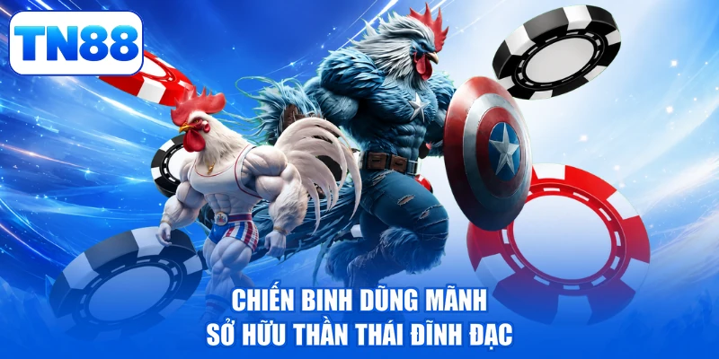 Đá Gà Cựa Dao - Tranh Tài Nảy Lửa, Thắng Lớn Liền Tay 4 Chiến binh dũng mãnh sở hữu thần thái đĩnh đạc