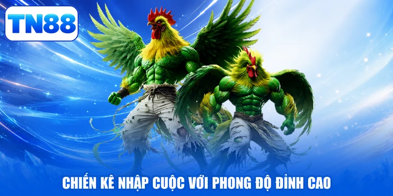 Đá Gà Trực Tiếp - Đấu Trường Rực Lửa, Đẳng Cấp Thăng Hoa 4 Chiến kê nhập cuộc với phong độ đỉnh cao
