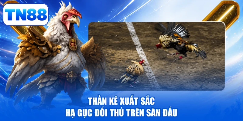Luật Đá Gà TN88 - Bí Quyết Nắm Bắt Rinh Quà Cực Đỉnh 3 Thần kê xuất sắc hạ gục đối thủ trên sàn đấu